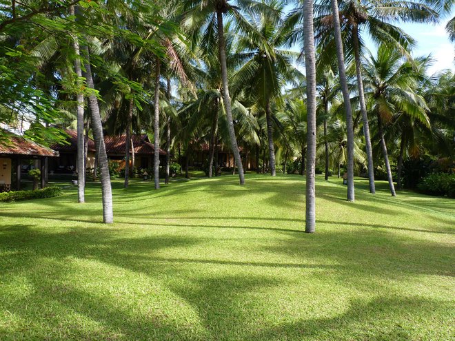  Le paradis de cocotiers Mui Ne avec les plages de sable blanc, les vagues, le soleil et le vent 